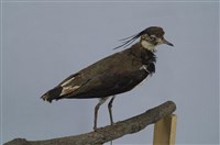 藏品(小辮鴴)的圖片